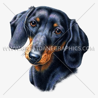 Production Ready Artwork For - Dachshund Face, HD Png Download, Free Download