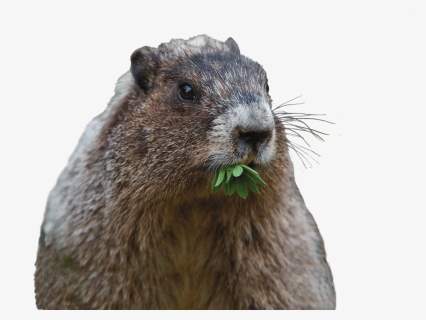 Can That Cute Groundhog Reall - Punxsutawney Phil, HD Png Download, Free Download