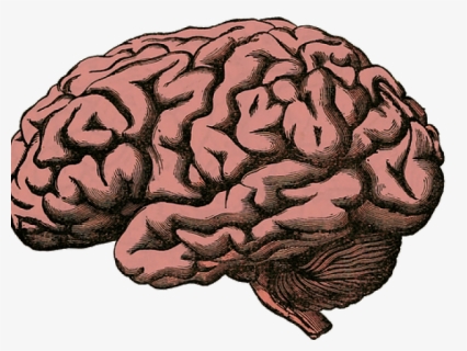 Brain Png Transparent Images - Human Mind, Png Download, Free Download