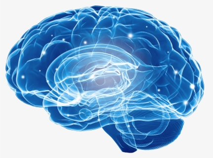 Blue Brain Png Image - Brain, Transparent Png, Free Download