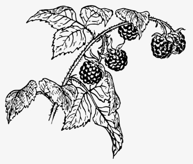 Transparent Raspberries Png - Raspberry Drawing Png, Png Download, Free Download
