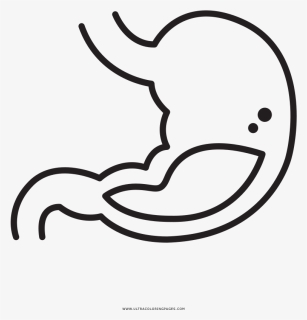 Stomach Coloring Page, HD Png Download, Free Download
