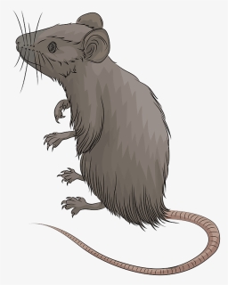 Mouse Clipart, HD Png Download, Free Download