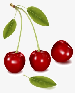 Orange Apple Apricot Cherry Plum Png Images Png - Cherries Png, Transparent Png, Free Download