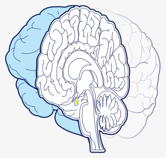 Illustration, HD Png Download, Free Download