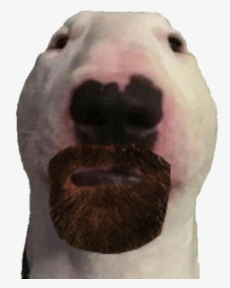 Nose Snout Bulldog - Walter Dog, HD Png Download, Free Download