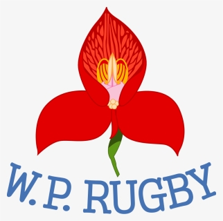 Transparent Dhl Logo Png - Western Province Rugby, Png Download, Free Download