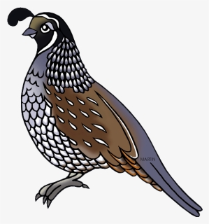 Collection Of Free Transparent California Quail Download - Quail Clipart Png, Png Download, Free Download