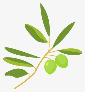 Olive Plant Clipart オリーブ イラスト フリー 素材 Hd Png Download Kindpng