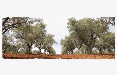 Olive Tree Adoptions - Olıve Trees Png, Transparent Png, Free Download