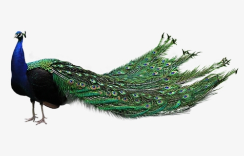 Transparent Background Peacock Png, Png Download, Free Download