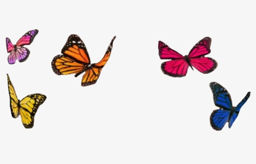#butterfly #butterflies #color #colorful #colors #instagram - Instagram Butterfly Filter Png, Transparent Png, Free Download