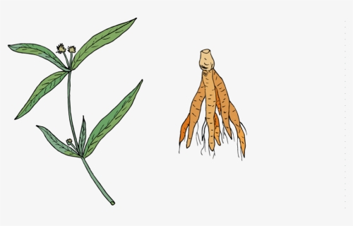 Suma Root"  			 Title="suma Root The Strong Adaptogenic - Illustration, HD Png Download, Free Download