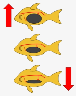 Fish Swim Bladder Diagram, HD Png Download, Free Download