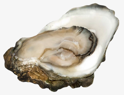 Oysters - Cassostrea Virginica - Oyster, HD Png Download, Free Download