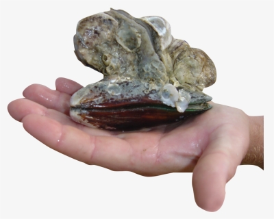Oysters In Hand - Mussel, HD Png Download, Free Download