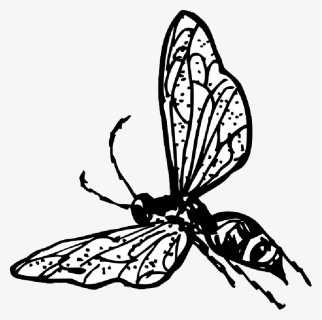 Collection Of Free Bee Drawing Butterfly Download On - Wasp Clip Art Transparent, HD Png Download, Free Download