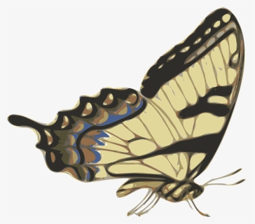Thumb Image - Side View Butterfly Png, Transparent Png, Free Download