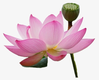 Lotus Png Free Download - Insect, Transparent Png, Free Download