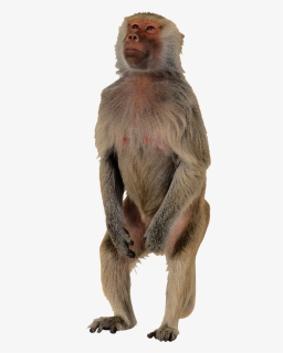 Macaque Png Images Download - Macaque Png, Transparent Png, Free Download
