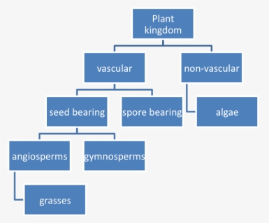 Example Of Plant Classification - Work Breakdown Structure Website Example, HD Png Download, Free Download