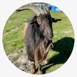 Stout - Goat, HD Png Download, Free Download