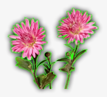 Chrysanths, HD Png Download, Free Download