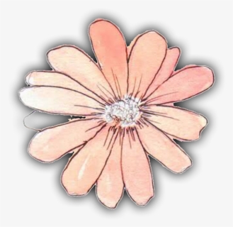 Gerbera, HD Png Download, Free Download
