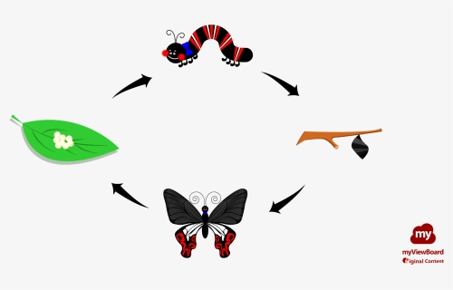 Ocbnew Thumbnail Butterflylife02 Fhd Logo - Lycaena, HD Png Download, Free Download