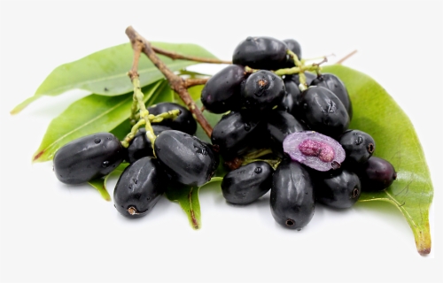 Malabar Plum Where Can I Buy Java Plum, HD Png Download, Free Download