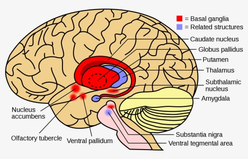 Basal Ganglia, HD Png Download, Free Download