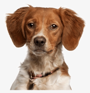 Dachshund Brittany Spaniel Mix, HD Png Download, Free Download