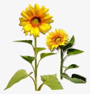 Common Sunflower Plant Download - การ์ด สวัสดี ปี ใหม่ 2555, HD Png Download, Free Download