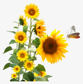 Art Of Self Transformation - Sunflower And Butterfly Art, HD Png Download, Free Download