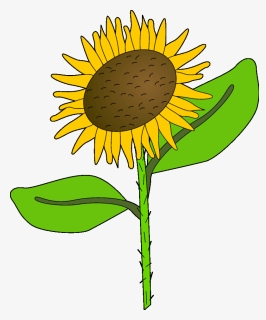 Sunflower Clip Art Images Black And White🤷 - Sunflower, HD Png Download, Free Download
