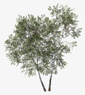 Desktop Forest - White Birch Png, Transparent Png, Free Download