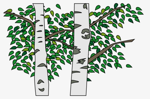 Silver Birch Png Download 白樺 イラスト 無料 Transparent Png Kindpng