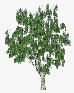 3d Trees - Birch - Acca Software - Birch, HD Png Download, Free Download