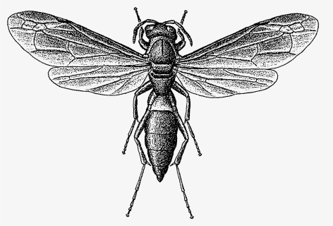 Wasp Png , Png Download - Jk Carriere Winery, Transparent Png, Free Download