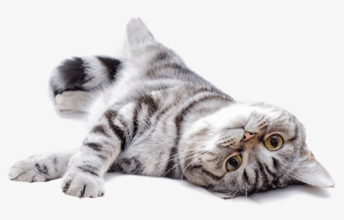 American Shorthair, HD Png Download, Free Download