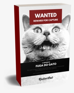 Kitten, HD Png Download, Free Download