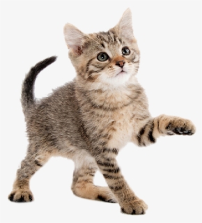 Gato Png, Transparent Png, Free Download