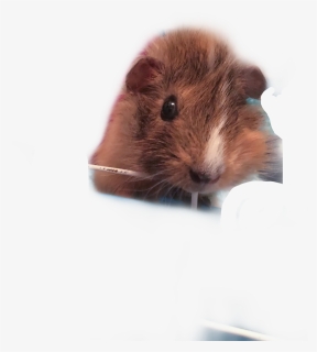 My Guinea Pig, Peanut Butter   hashtags - Mouse, HD Png Download, Free Download