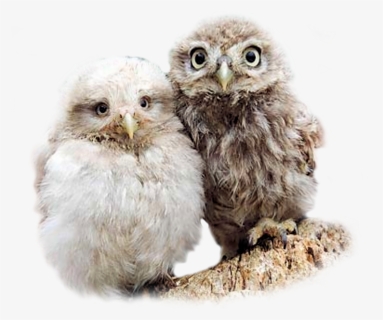 Hooters Owls , Png Download - Baby Owl Png, Transparent Png, Free Download