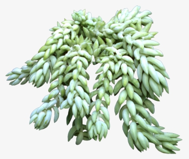 Succulent Transparent Donkey Tail, HD Png Download, Free Download