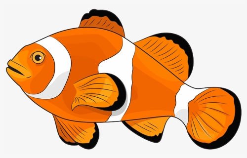 Amphiprion Ocellaris Clipart - Coral Reef Fish, HD Png Download, Free Download