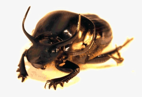 Beetle Png High-quality Image - Japanese Rhinoceros Beetle, Transparent Png, Free Download