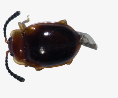 Dung Beetle , Png Download - Dung Beetle, Transparent Png, Free Download