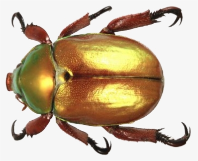 Beetle Png Transparent Images - Australian Christmas Beetles, Png Download, Free Download