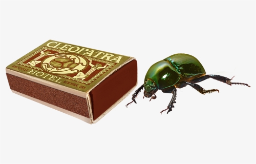 Beetle, HD Png Download, Free Download